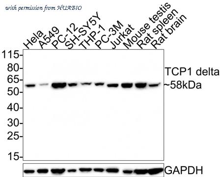 HUABIO HA601064 image 1