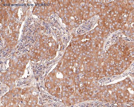 HUABIO HA601064 image 2