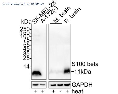 HUABIO HA601098 image 1