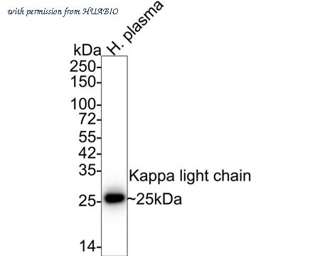 HUABIO HA601099 image 1