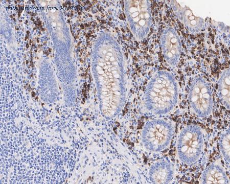 HUABIO HA601099 image 3