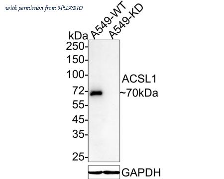HUABIO HA601112 image 1