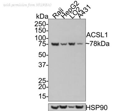 HUABIO HA601112 image 2