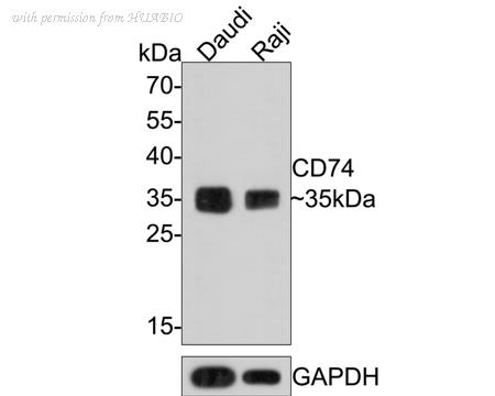 HUABIO HA601117 image 1