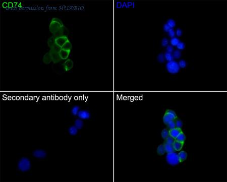 HUABIO HA601117 image 2