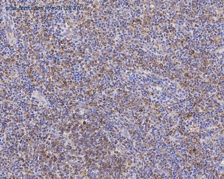 HUABIO HA601117 image 3