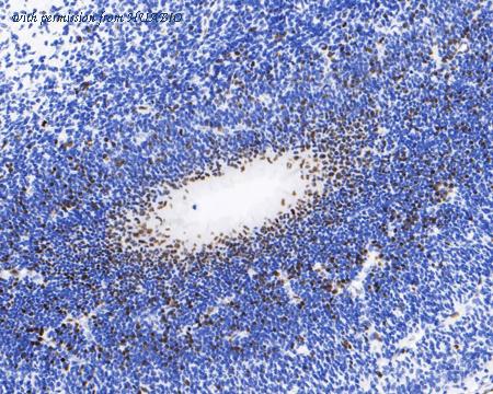 HUABIO HA601119 image 1