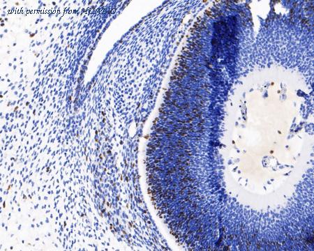 HUABIO HA601119 image 2