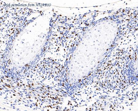 HUABIO HA601119 image 3