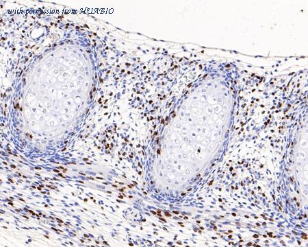 HUABIO HA601120 image 2