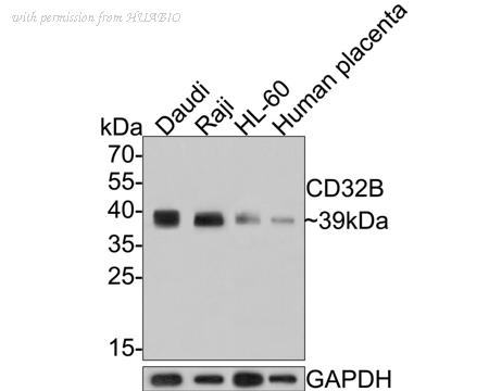 HUABIO HA601121 image 1