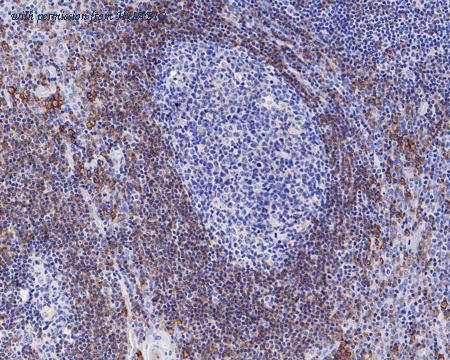 HUABIO HA601121 image 2