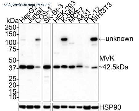 HUABIO HA601151 image 1