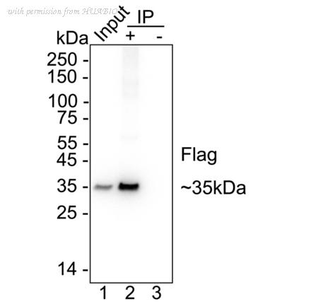 HUABIO HA601167 image 3