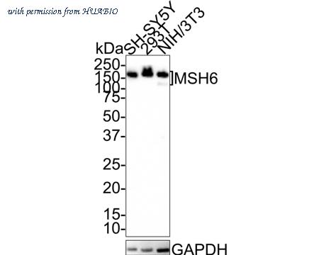 HUABIO HA601177 image 1