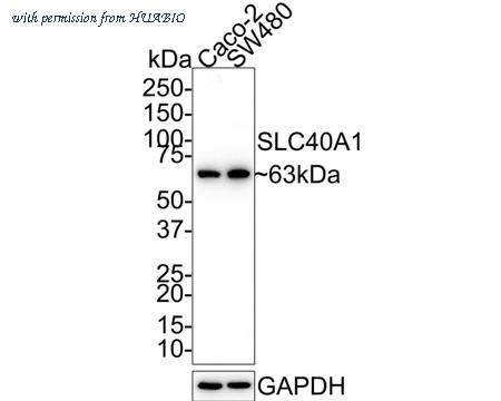 HUABIO HA601178 image 2