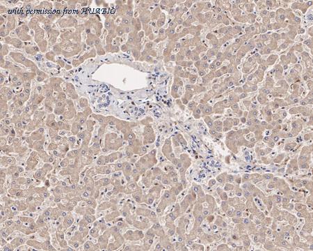 HUABIO HA601199 image 3