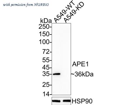 HUABIO HA601211 image 2