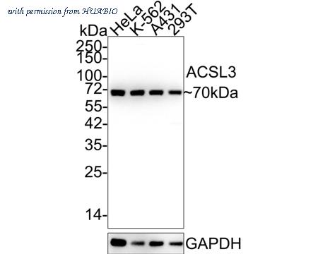 HUABIO HA601213 image 1