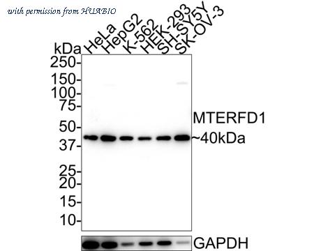 HUABIO HA601237 image 1