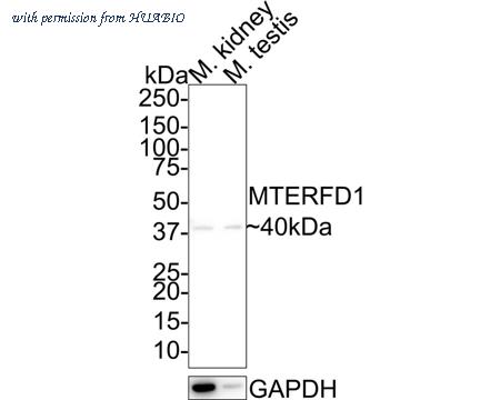 HUABIO HA601237 image 2