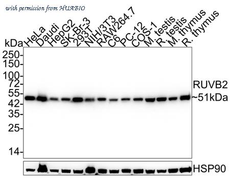 HUABIO HA601239 image 1
