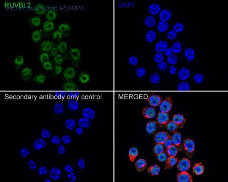 HUABIO HA601239 image 3