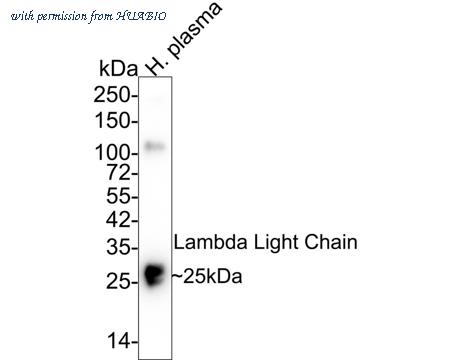 HUABIO HA601243 image 1