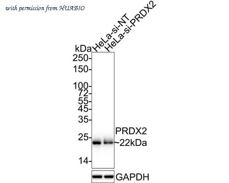 HUABIO HA601248 image 2