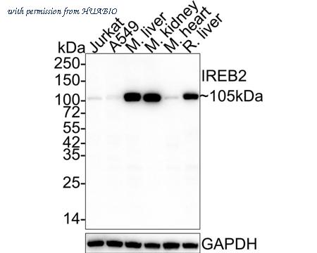 HUABIO HA601271 image 1