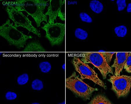 HUABIO HA601280 image 2