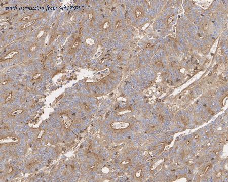 HUABIO HA601280 image 3