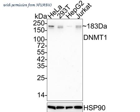 HUABIO HA601281 image 1