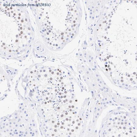 HUABIO HA601281 image 3