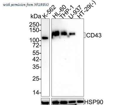 HUABIO HA601286 image 1