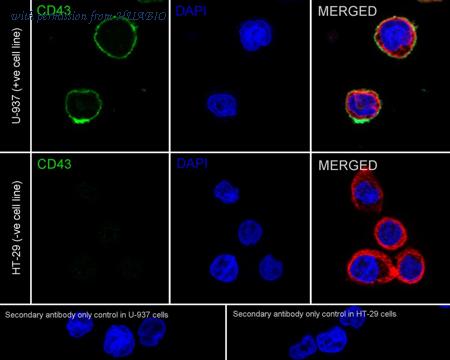 HUABIO HA601286 image 2