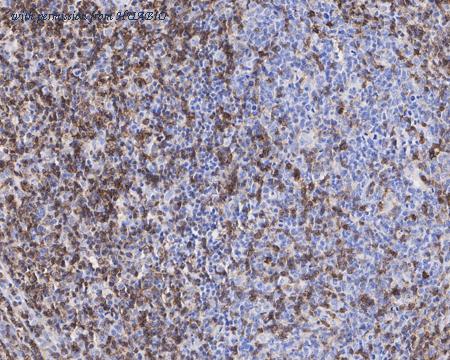 HUABIO HA601286 image 3