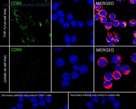 HUABIO HA601291 image 2