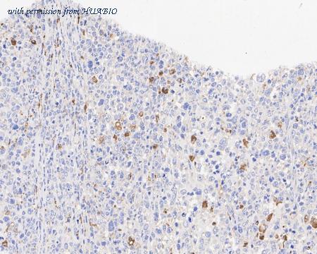 HUABIO HA601291 image 3