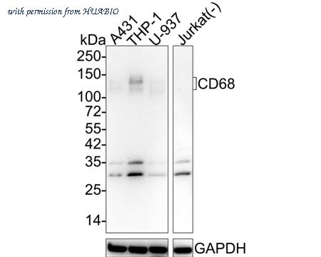 HUABIO HA601292 image 1