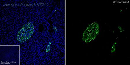 HUABIO HA601295 image 1