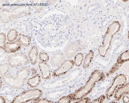 HUABIO HA601302 image 1