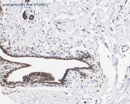 HUABIO HA601304 image 2