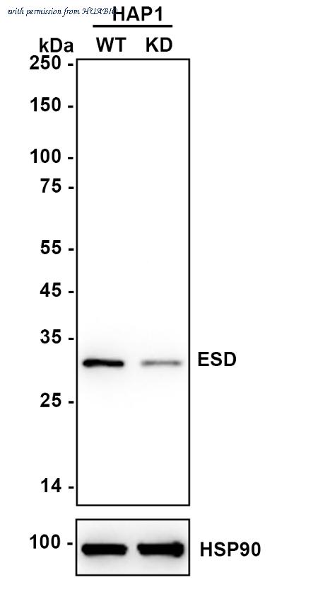 HUABIO HA601305 image 3