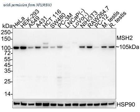 HUABIO HA601306 image 1