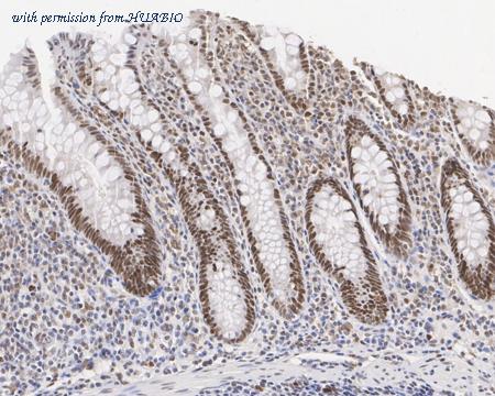 HUABIO HA601306 image 2