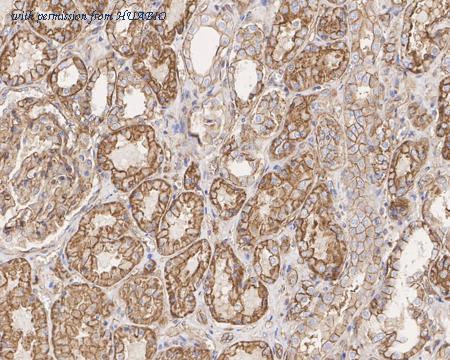 HUABIO HA601313 image 3