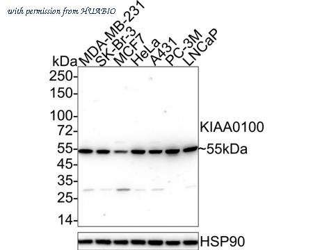 HUABIO HA601317 image 1