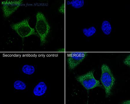 HUABIO HA601317 image 2
