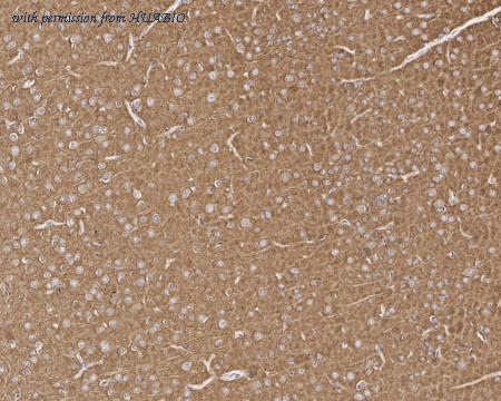 HUABIO HA601325 image 3